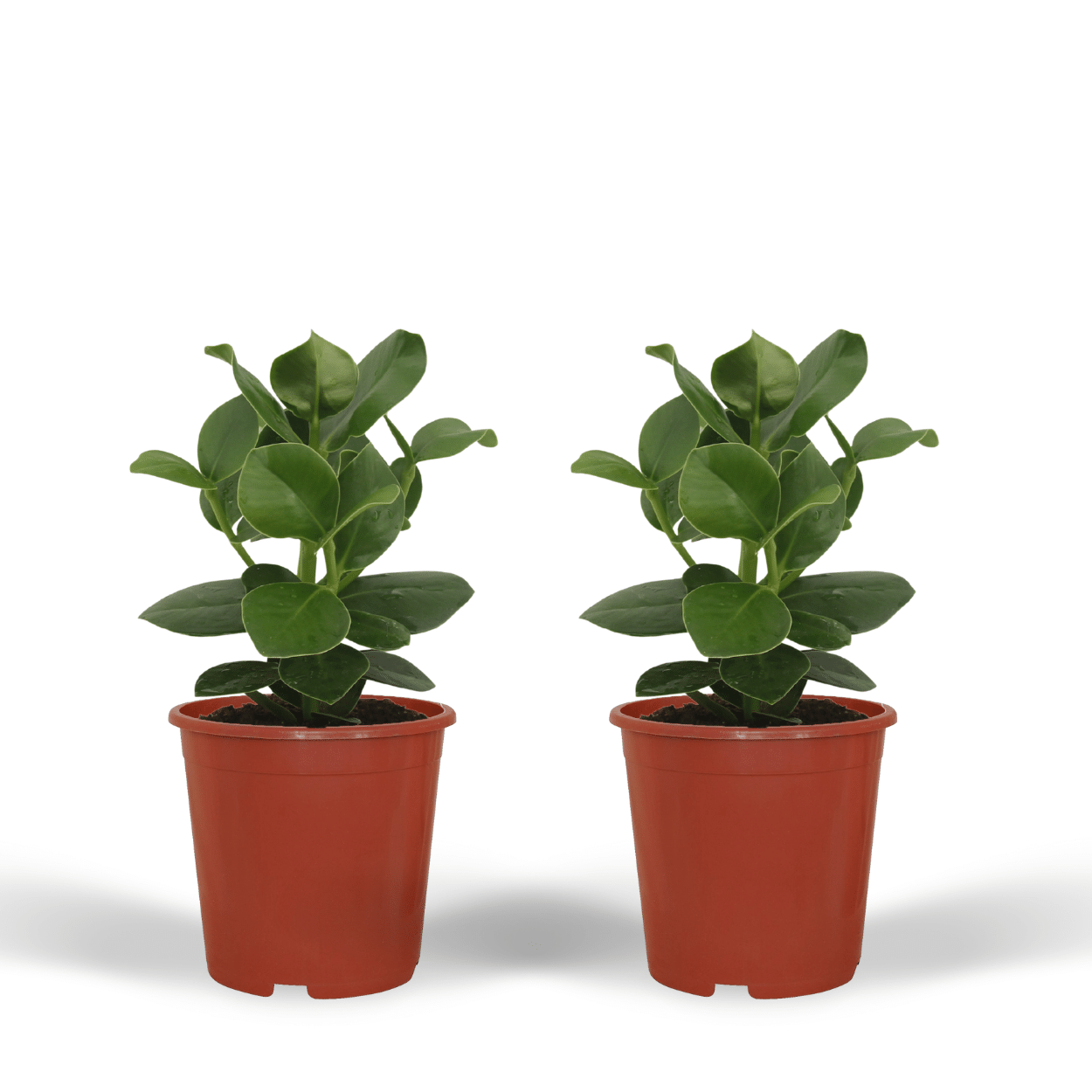 Clusia Princess (Albero Firma) - 2 pezzi - Ø12cm - ↕15cm