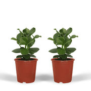 Clusia Princess (Albero Firma) - 2 pezzi - Ø12cm - ↕15cm