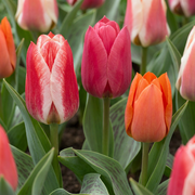 120 bulbos de mezcla de tulipanes Greigii - Varios - Floración primaveral - Tamaño del bulbo 11/12