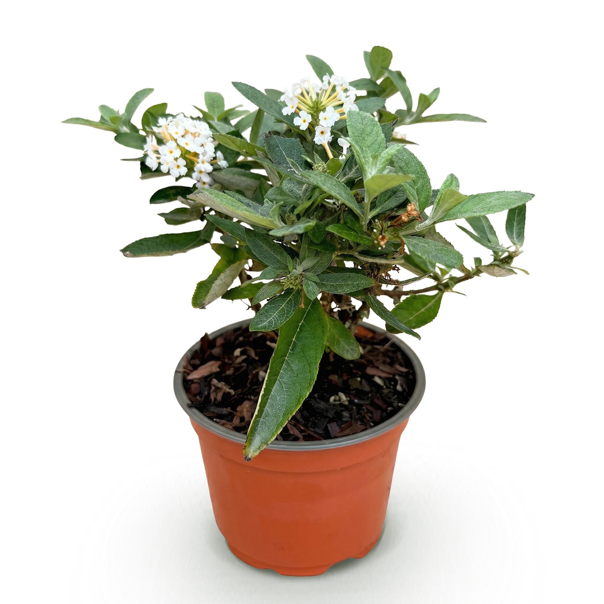 Buddleja davidii Butterfly Candy Little White - Vlinderstruik - Compact - Wit - 1 Plant - Pot 12cm - Hoogte 20-25cm