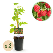 Green boutiQ - Pianta da frutto - Lampone - Rubus Mailing Promise - Lampone rosso - 2 piante - Vaso 11 cm Altezza 40 cm