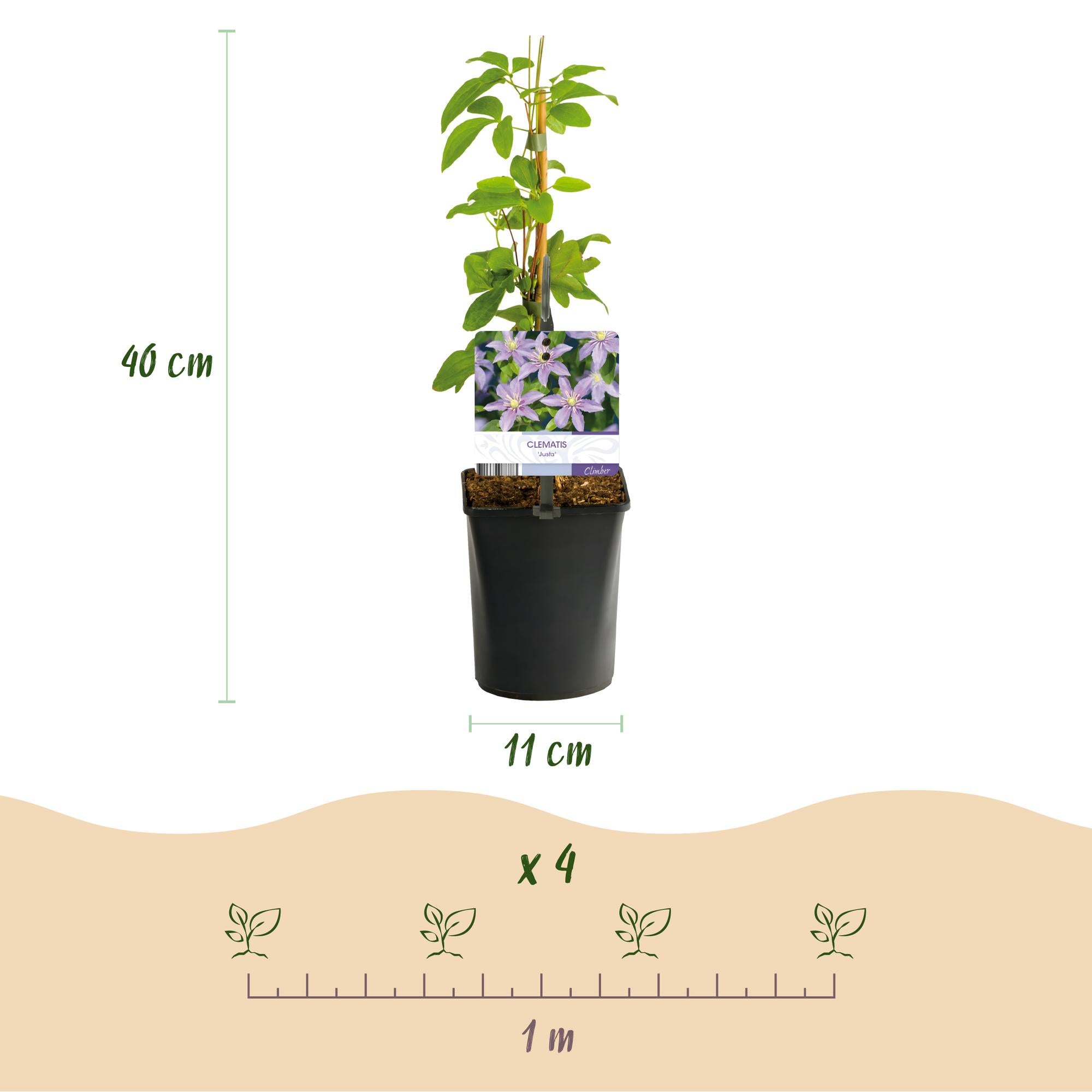Clematis Justa - Bloem Licht Blauw - Weinig onderhoud -2 planten -  Pot 11cm Hoogte 40cm