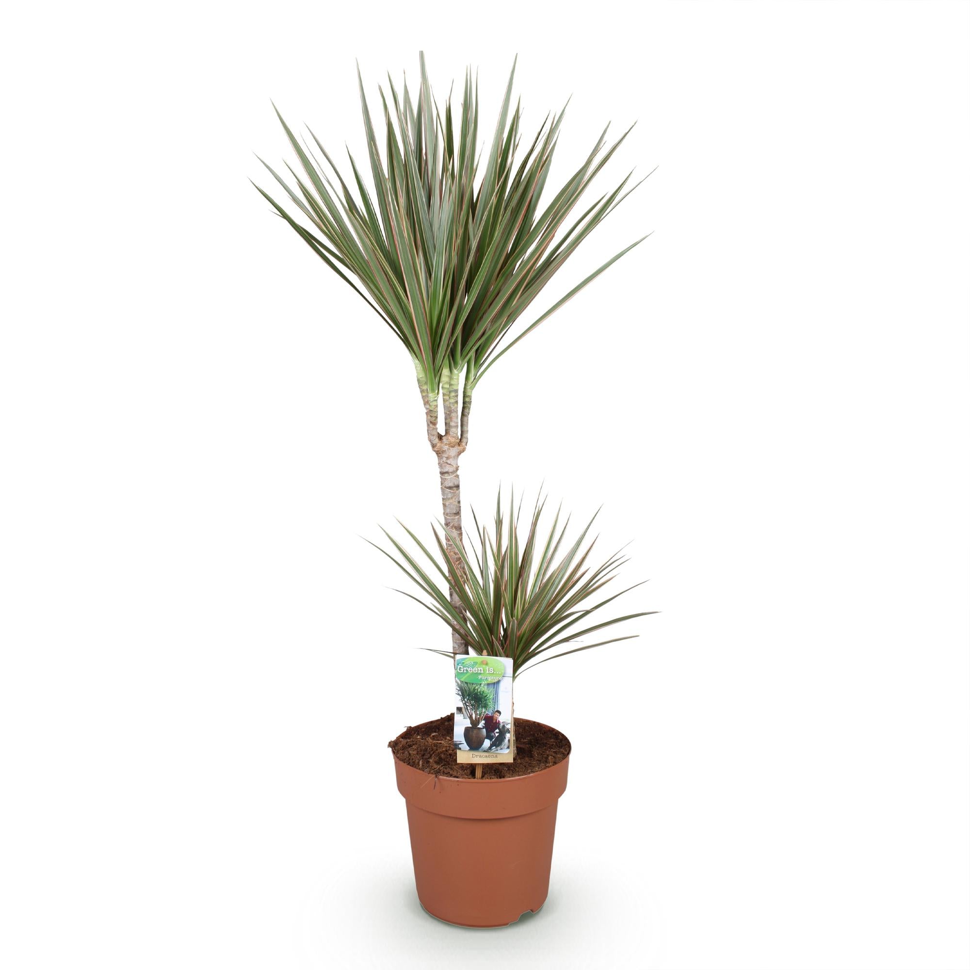 Dracaena Marginata Bicolor - Drakenbloedboom - Weinig onderhoud - Groen - 1 Plant - Pot 21cm - Hoogte 90-100cm