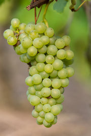 Vitis vinifera 'Johanniter' - White Grape - Ø13cm - ↕45cm