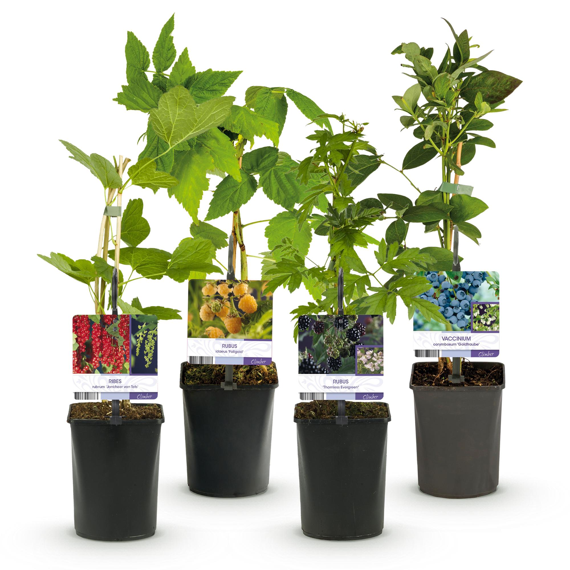 Green boutiQ - Mix di piante da frutto - Ribes rosso, Lampone giallo, Mora, Mirtillo - 4 piante - Vaso 11 cm Altezza 40 cm