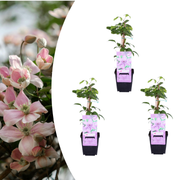 Klematis ‘Hagley Hybrid’ – P9 kruka – vacker rosa blommande klätterväxt 3x