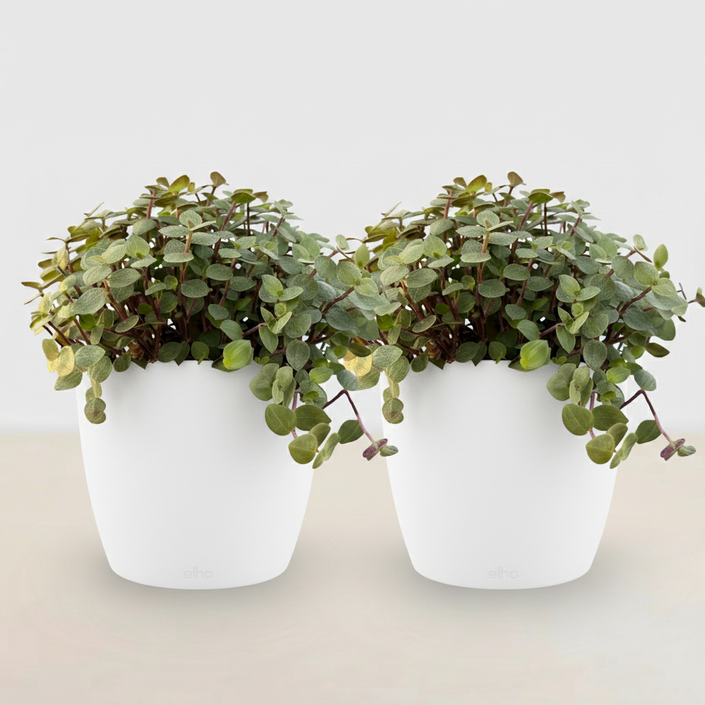 Calissia repens - Kattengras - Huisdiervriendelijk - Groen - 2 Planten - met Potter Wit - Pot 12cm - Hoogte 17-20cm
