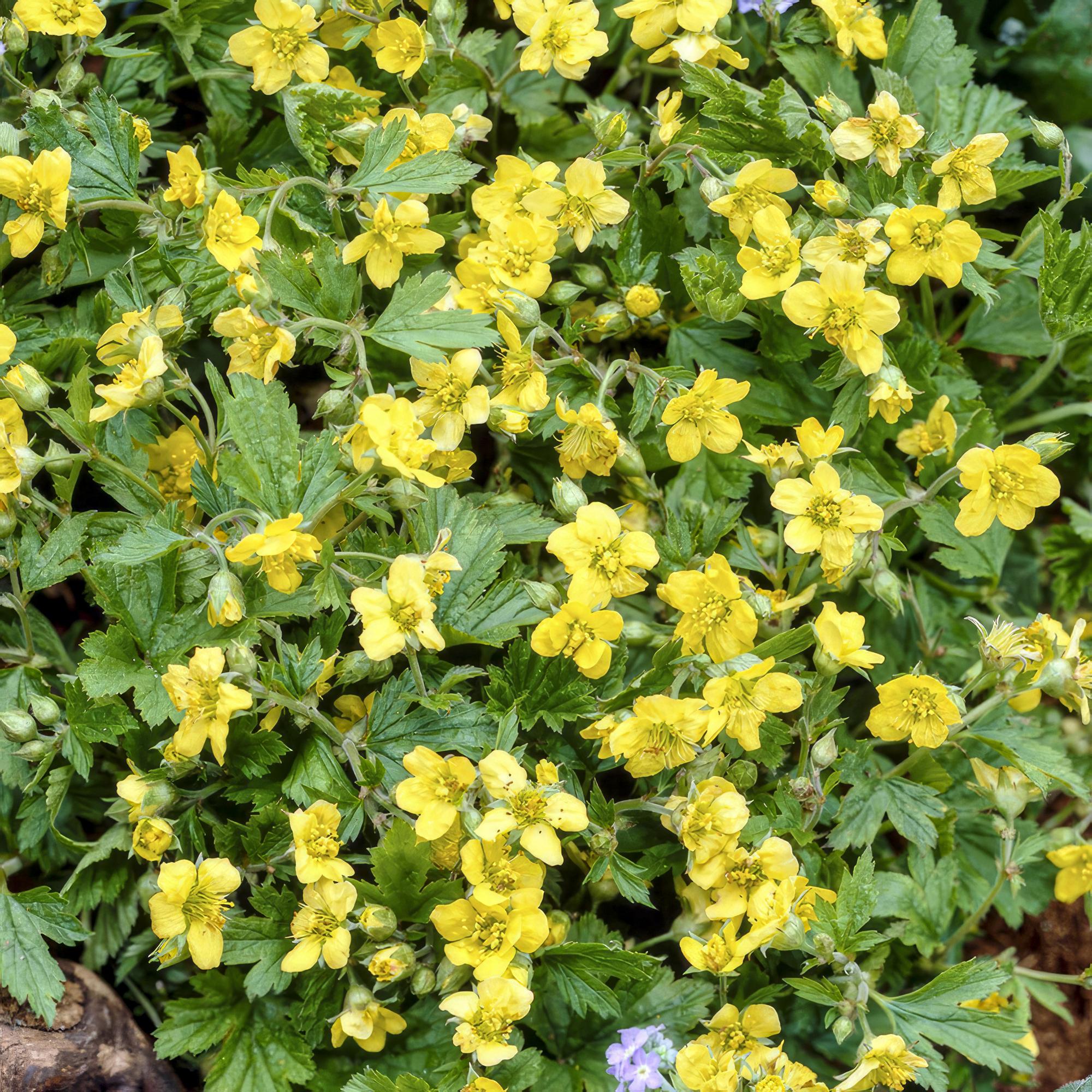 48x Waldsteinia ternata - ↕10-25cm - Ø9cm