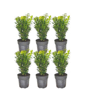 1 Meter Buxus Sempervirens-Hecke – ↕ 20 cm – 6 x Ø12 cm