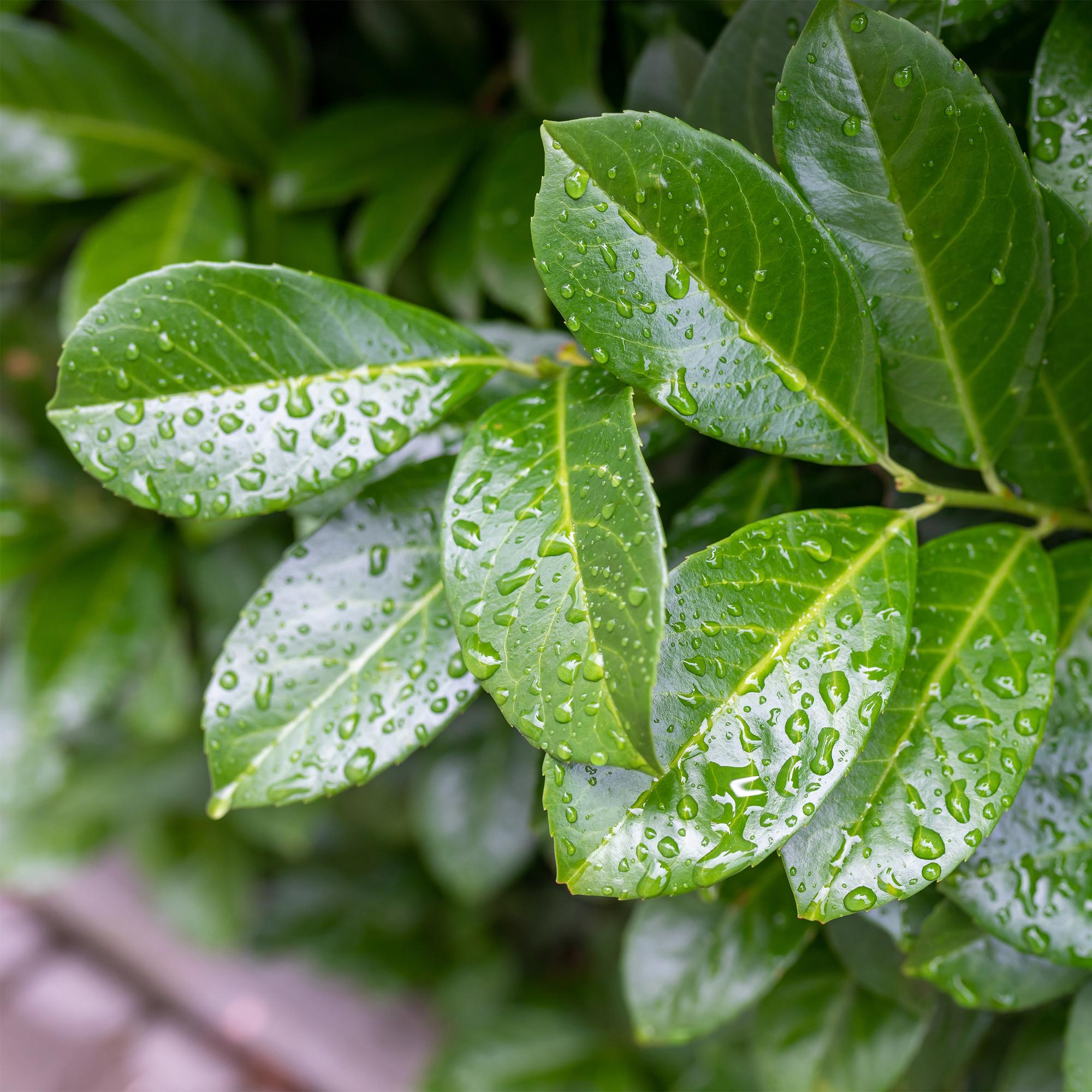Prunus lauroverasus Etna® - Terras Plant - Bladhoudend - Winterhard - Groen Blad - Pot 19cm Hoogte 90cm