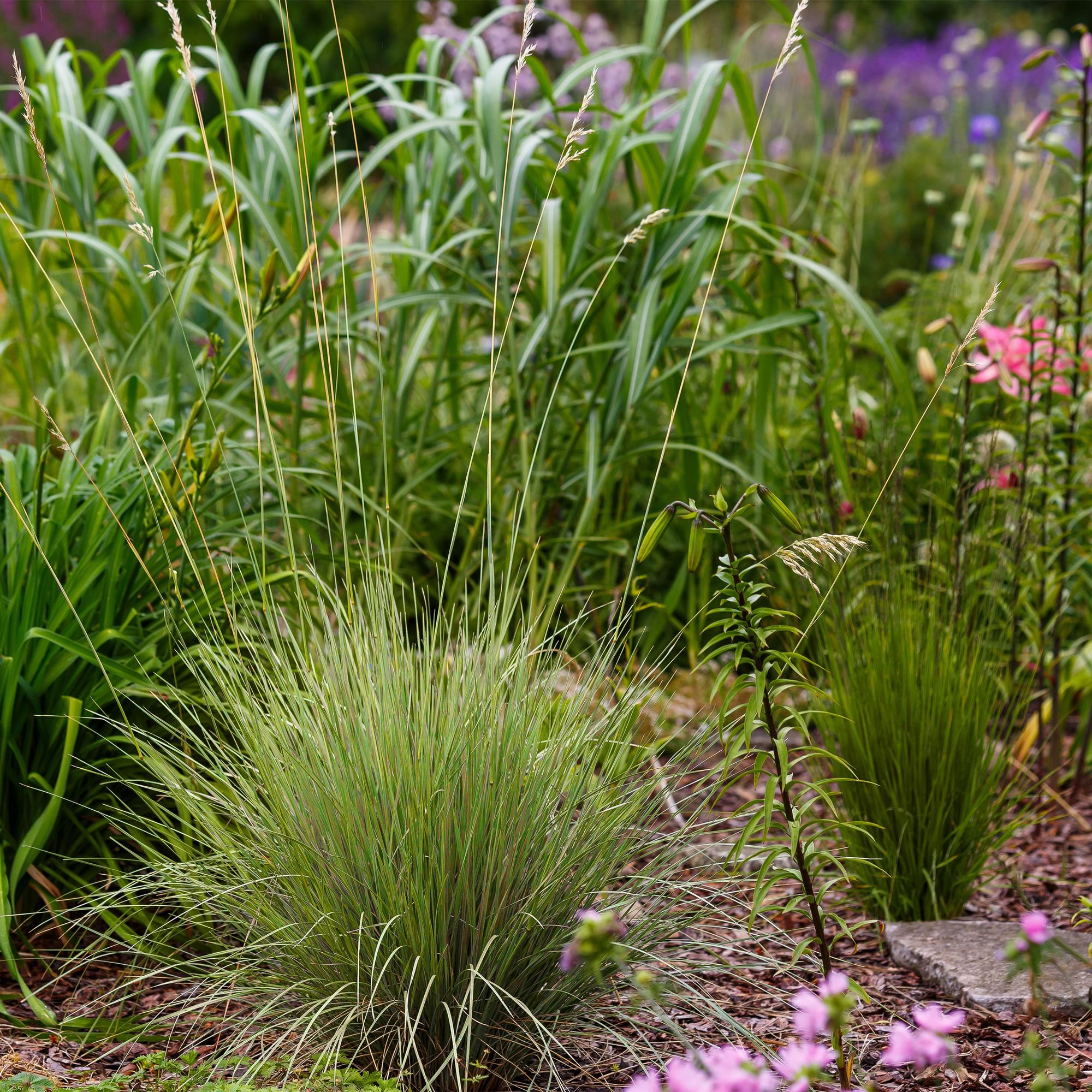 Festuca glauca Golden Toupee - Geel - 2 Planten - Bladhoudend - Weinig Onderhoud - Pot 17cm Hoogte 50cm