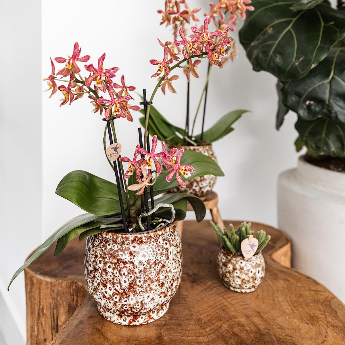 Kolibri Home | Offerta combinata - Vasi Safari