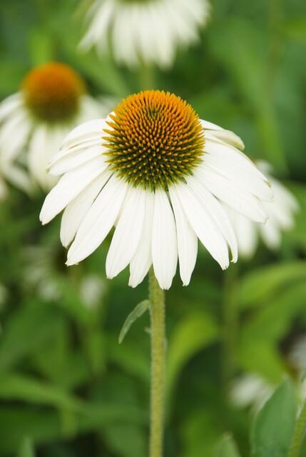 24x Echinacea p. 'White Swan' - ↕10-25cm - Ø9cm