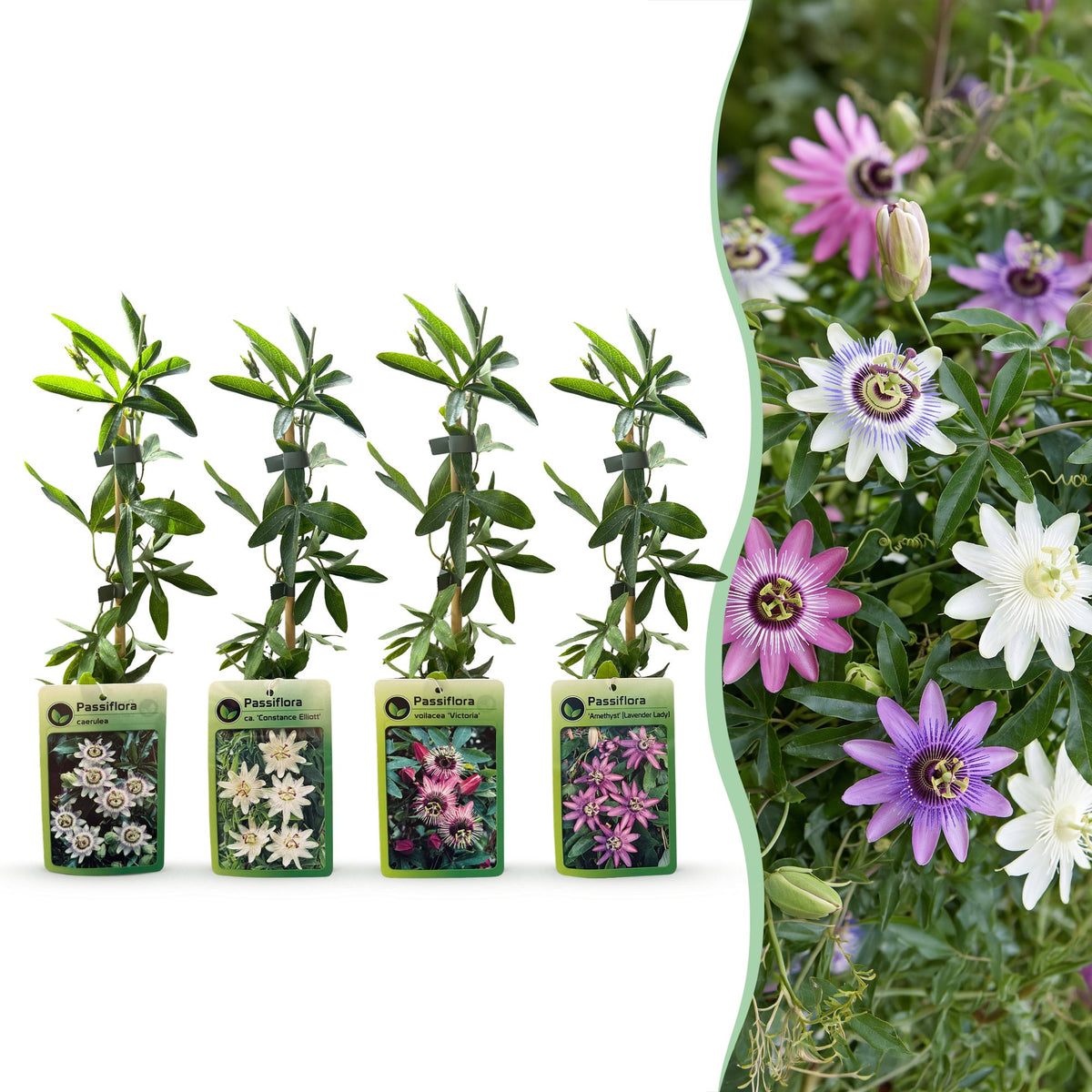 Passiflora Regenboog - Passiflora Rainbow 12x - Wit - Paars - Roze - Paars - Klimplant - Ø9cm - ↕35cm