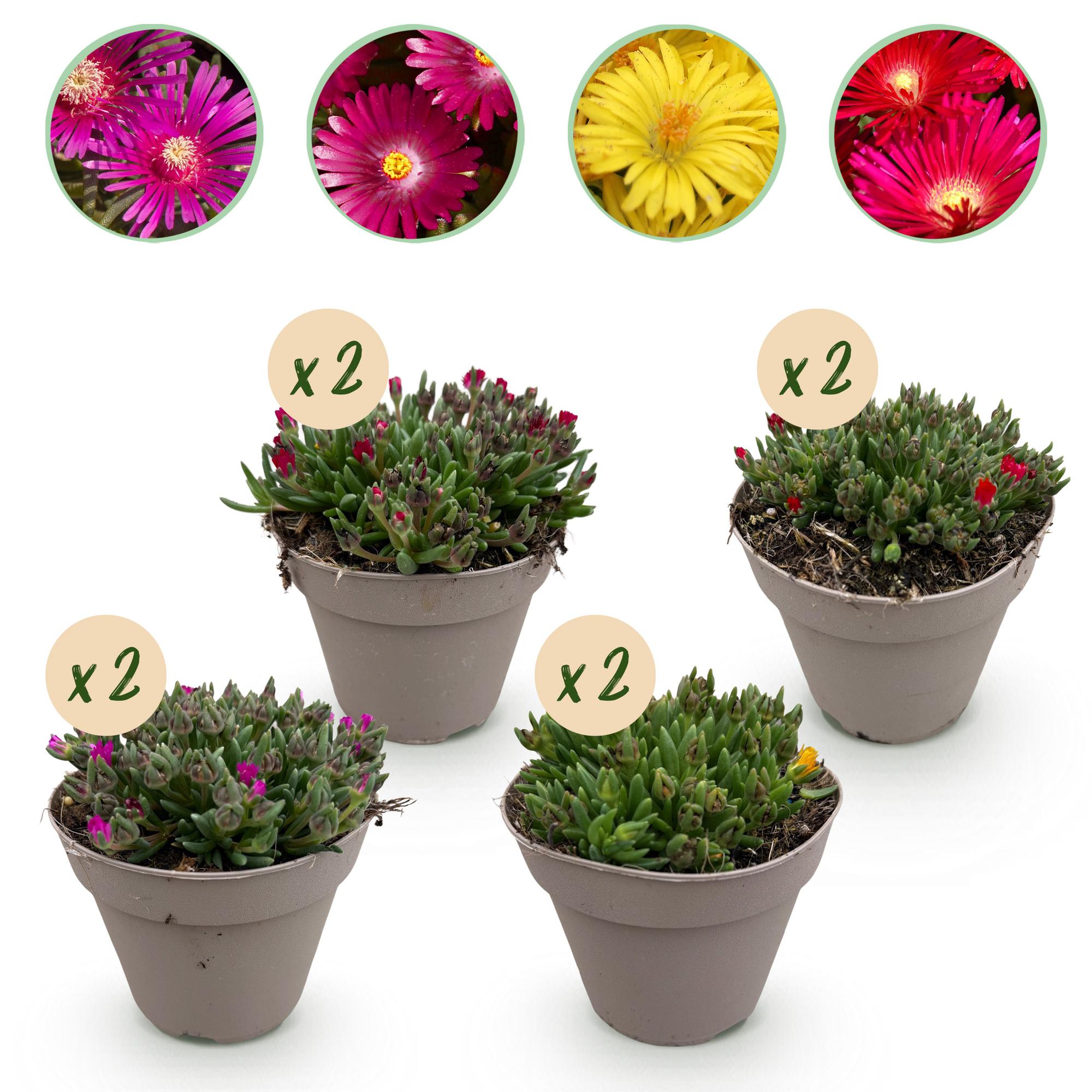 Green boutiQ – Bodendecker – Winterhart – Delosperma – 8 Pflanzen – Farben: Rot, Gelb, Lila, Rosa – Pflegeleicht – Topfgröße: 14 cm, Höhe: 17 cm