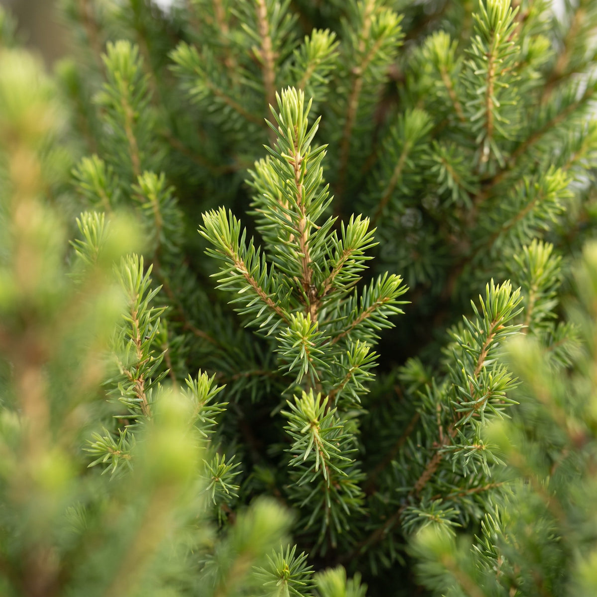 Picea glauca Conica - 2x Kegelspar - Groen - Kerstboom - incl. jute zak - Ø19cm - ↕65cm