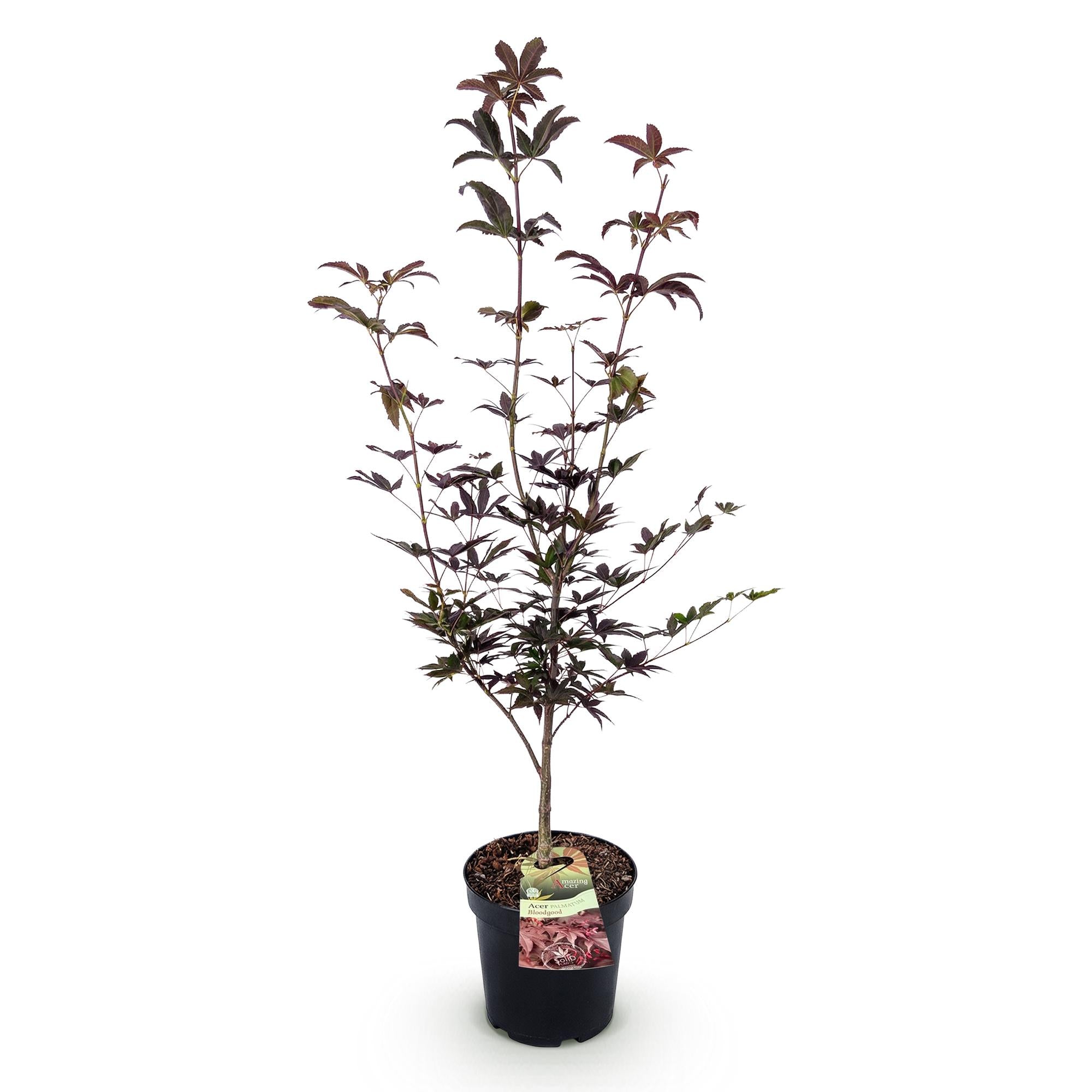 Acer palmatum Bloodgood - Japanse Esdoorn - Bladverliezend - Rood - 1 - Pot 26cm - Hoogte 90cm