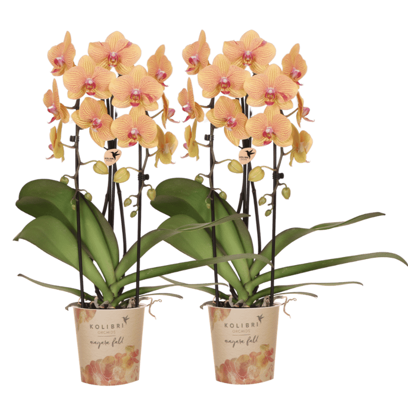 Kolibri Orchids | Combi Deal - 2 Oranje-Roze Phalaenopsis Orchideeën Niagara Fall Sunny Bunny - Ø12 cm
