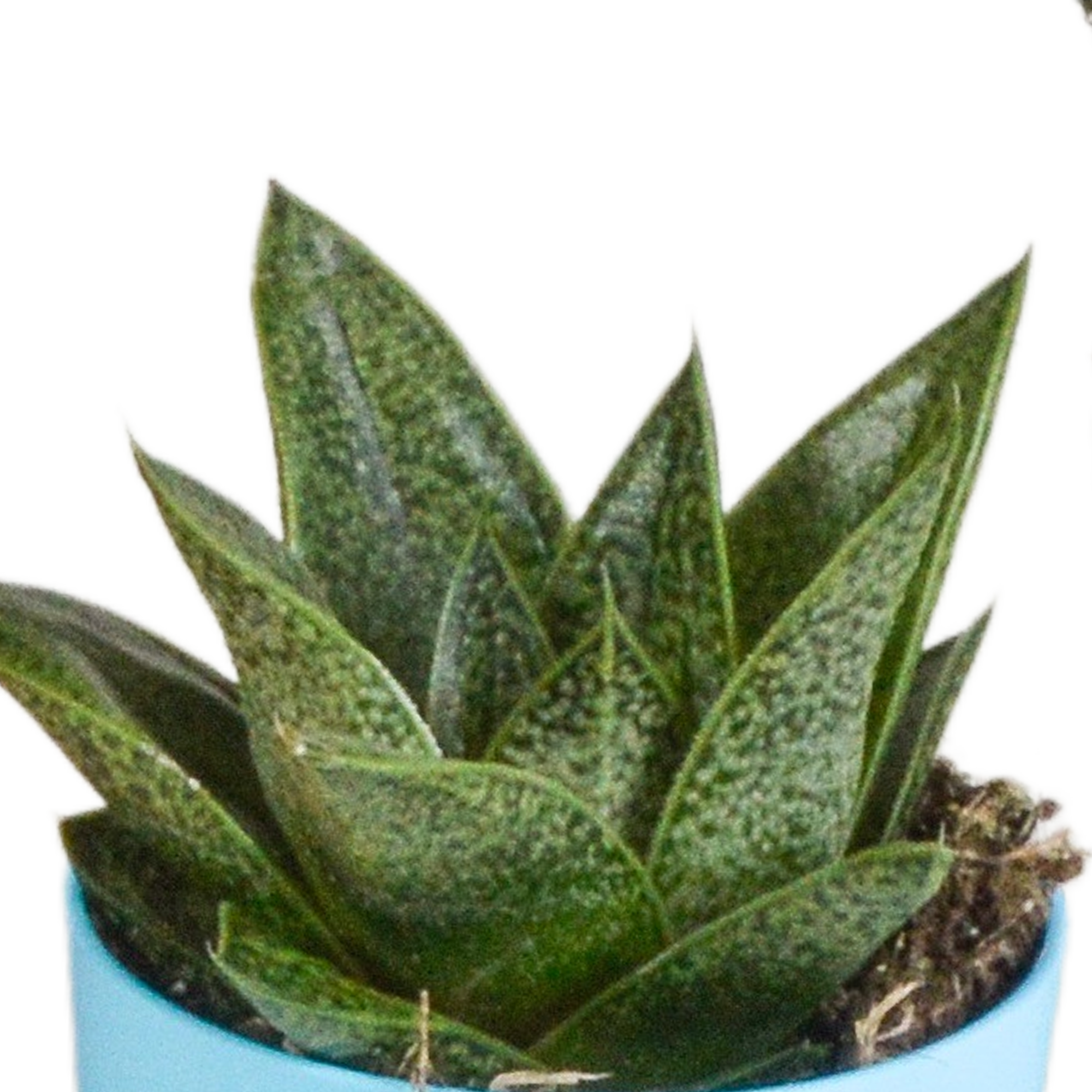 Gasteria/Haworthia mix 5,5cm - 5x - in gekleurde plasticpot