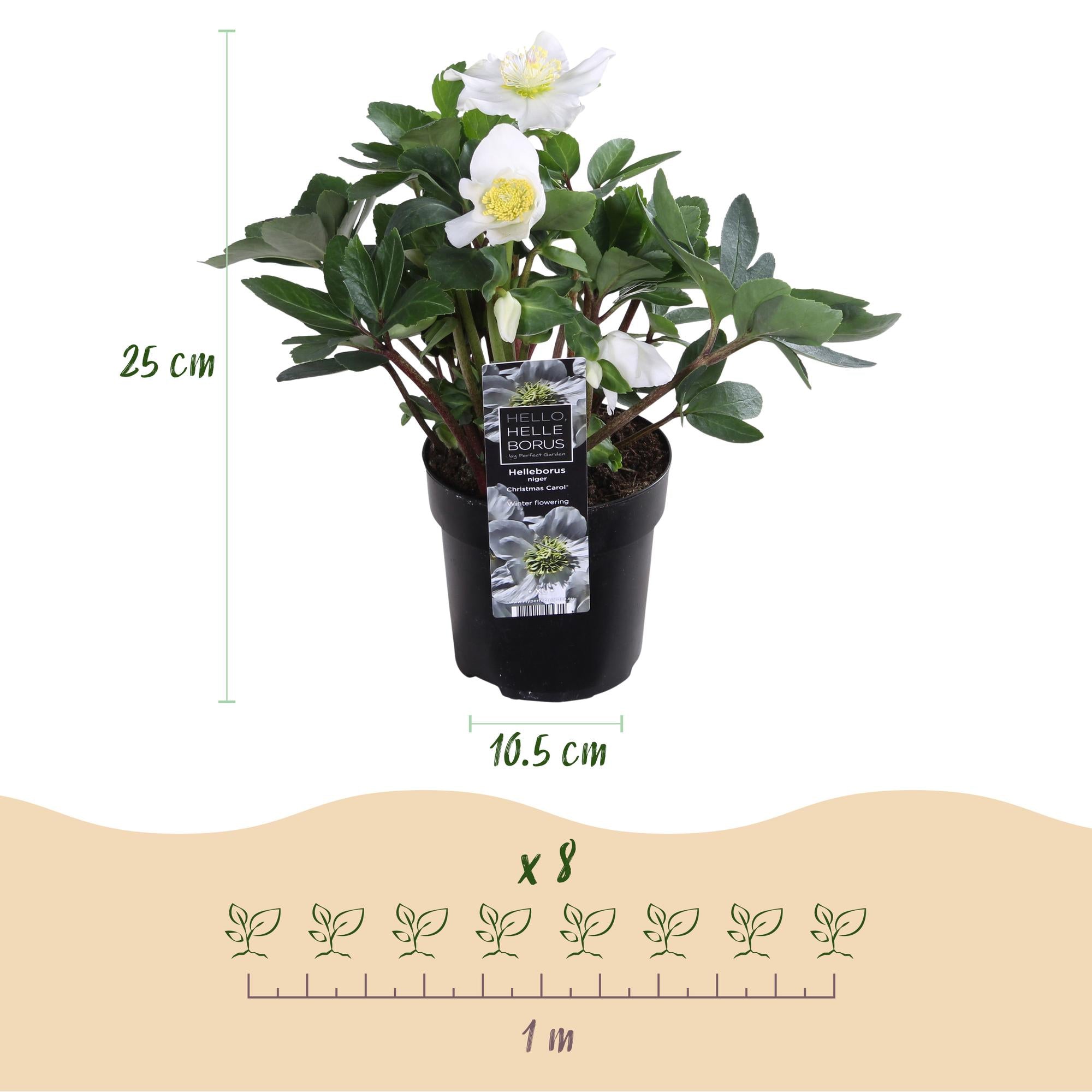 Kerstroos - Helleborus Christmas Carol  - Witte Bloem - 6 Planten - Groenblijvend - Pot 10,5cm Hoogte 25cm