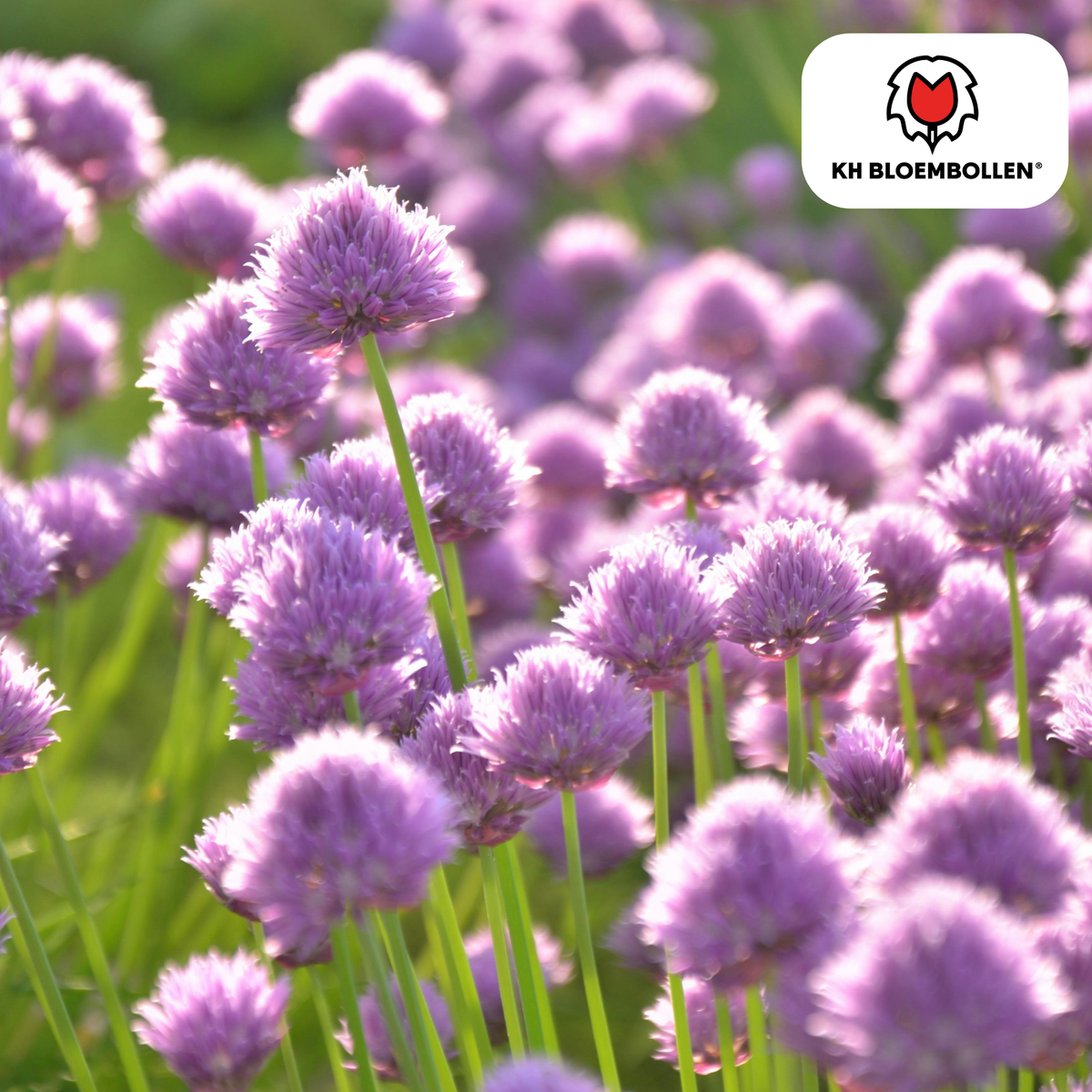Allium carolinianum 15 pezzi