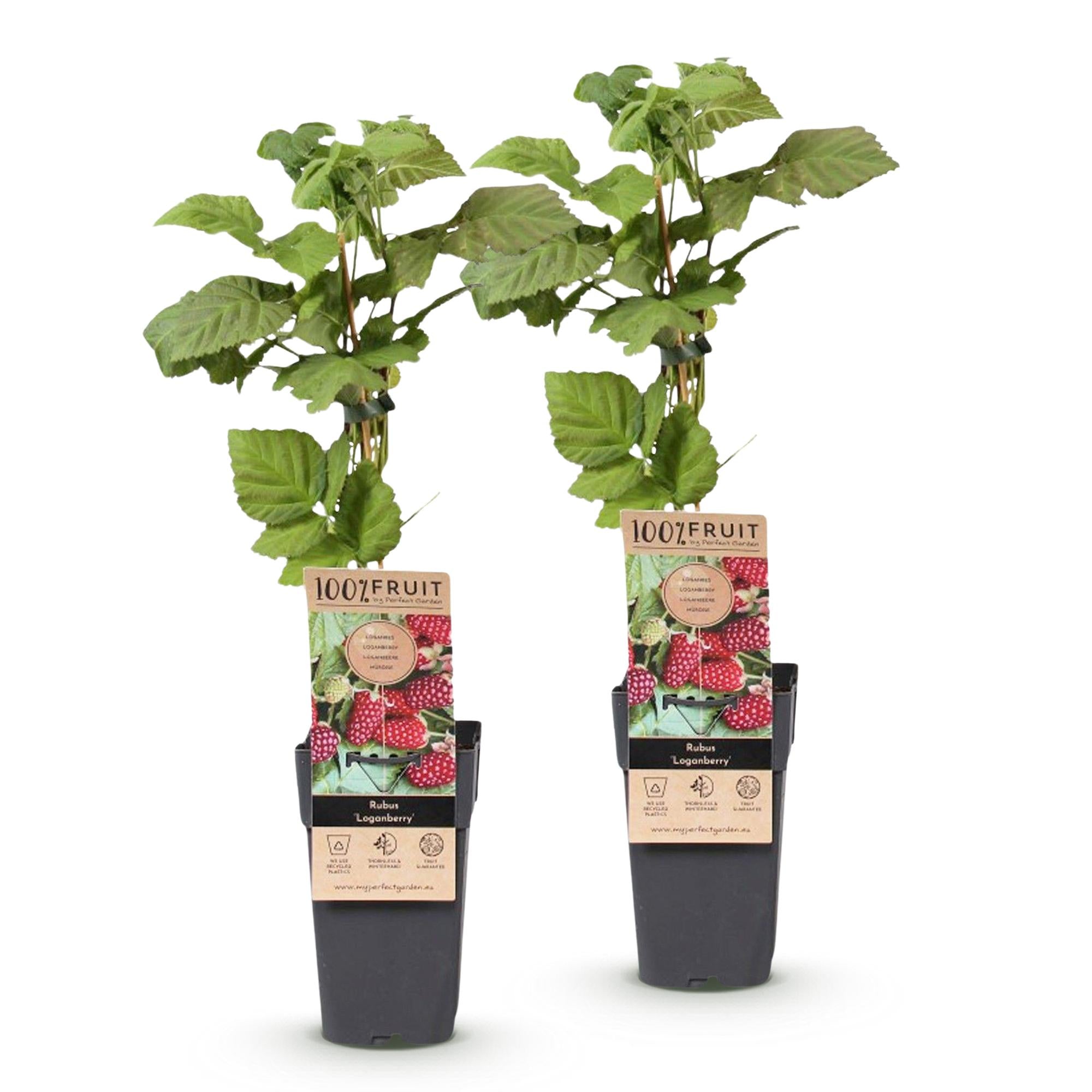 Rubus Thornless Loganberry - Braamboos - Winterhard - Rode Vrucht - 2 Planten - Pot 15cm - Hoogte 50cm