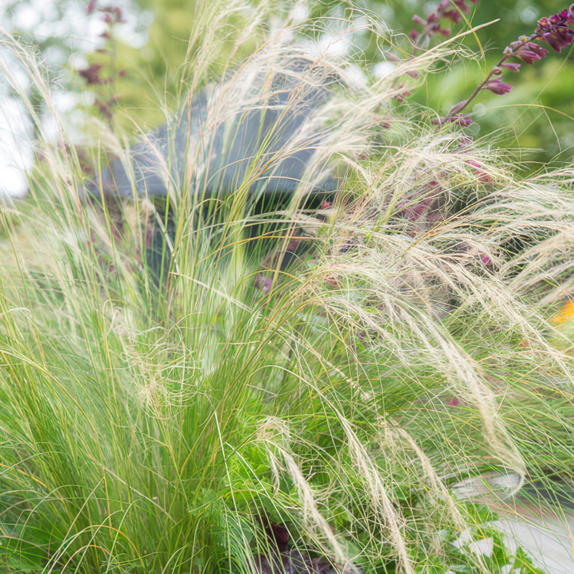 6x Stipa tenuissima 'Queues de cheval' - ↕10-25cm - Ø9cm