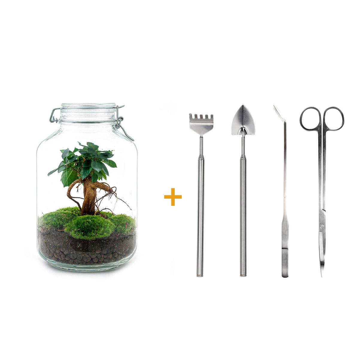 Terrario fai da te - Barattolo - Bonsai di Ficus Ginseng - ↕ 28 cm - Rastrello + Pala + Pinzetta + Forbici