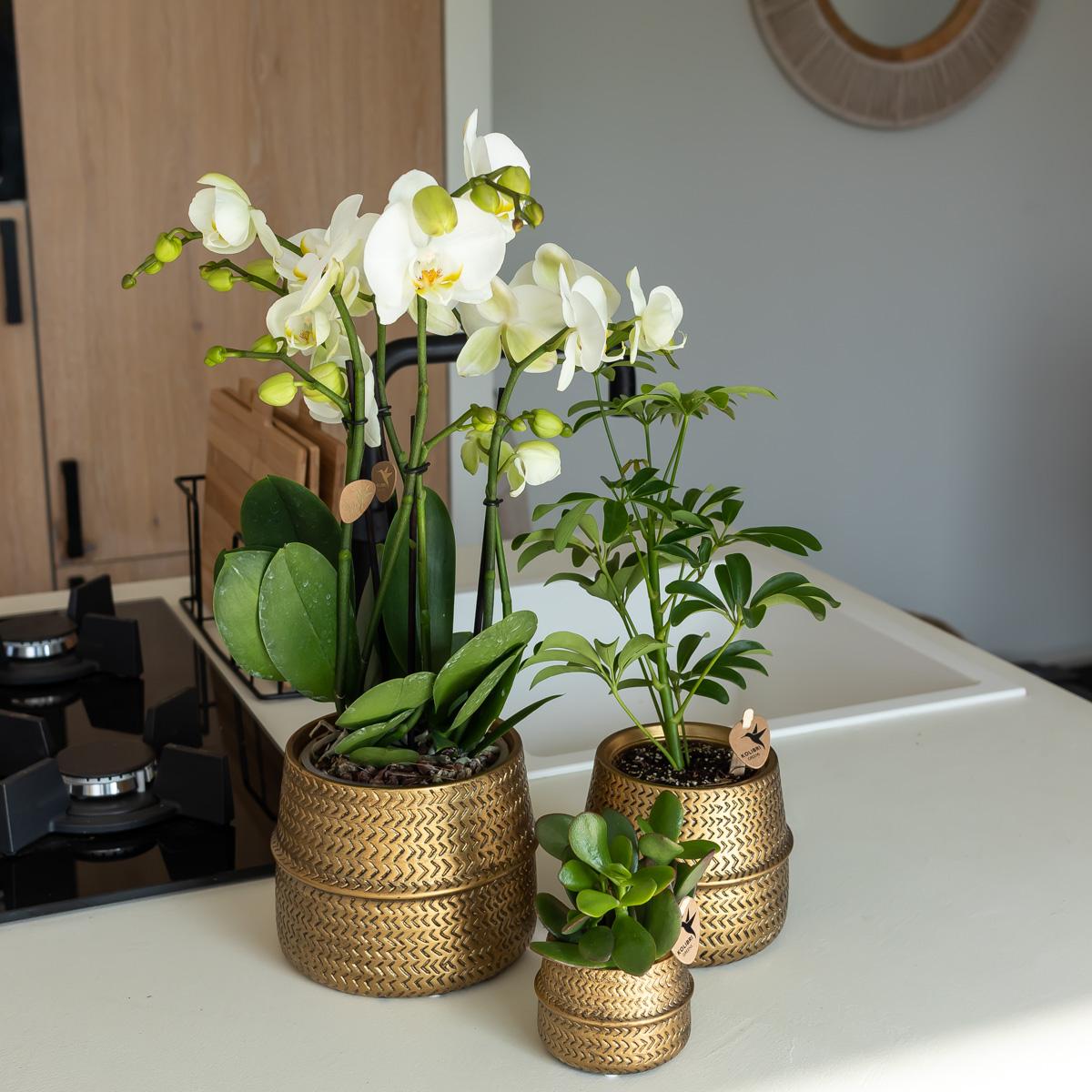 Kolibri Orchids | Orange Phalaenopsis orchid Las Vegas in gold Groove decorative pot - Ø12cm