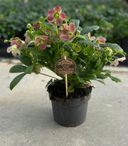 Helleborus Viv Victoria 17 CM - Ø17cm - ↕45cm