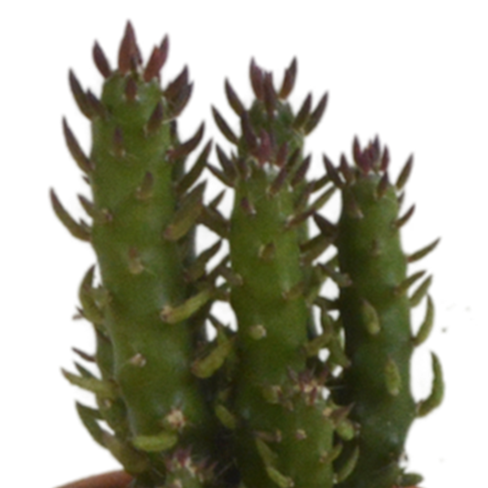 Cactus mix 5.5 cm - 5x - in terracotta pot
