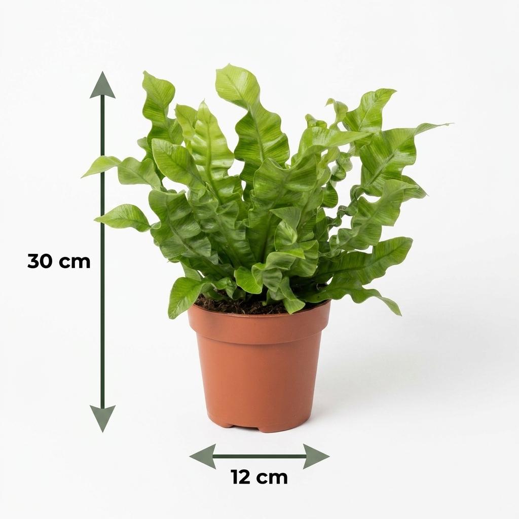 Asplenium Crispy Wave - Pot 12cm - Hoogte - 30cm