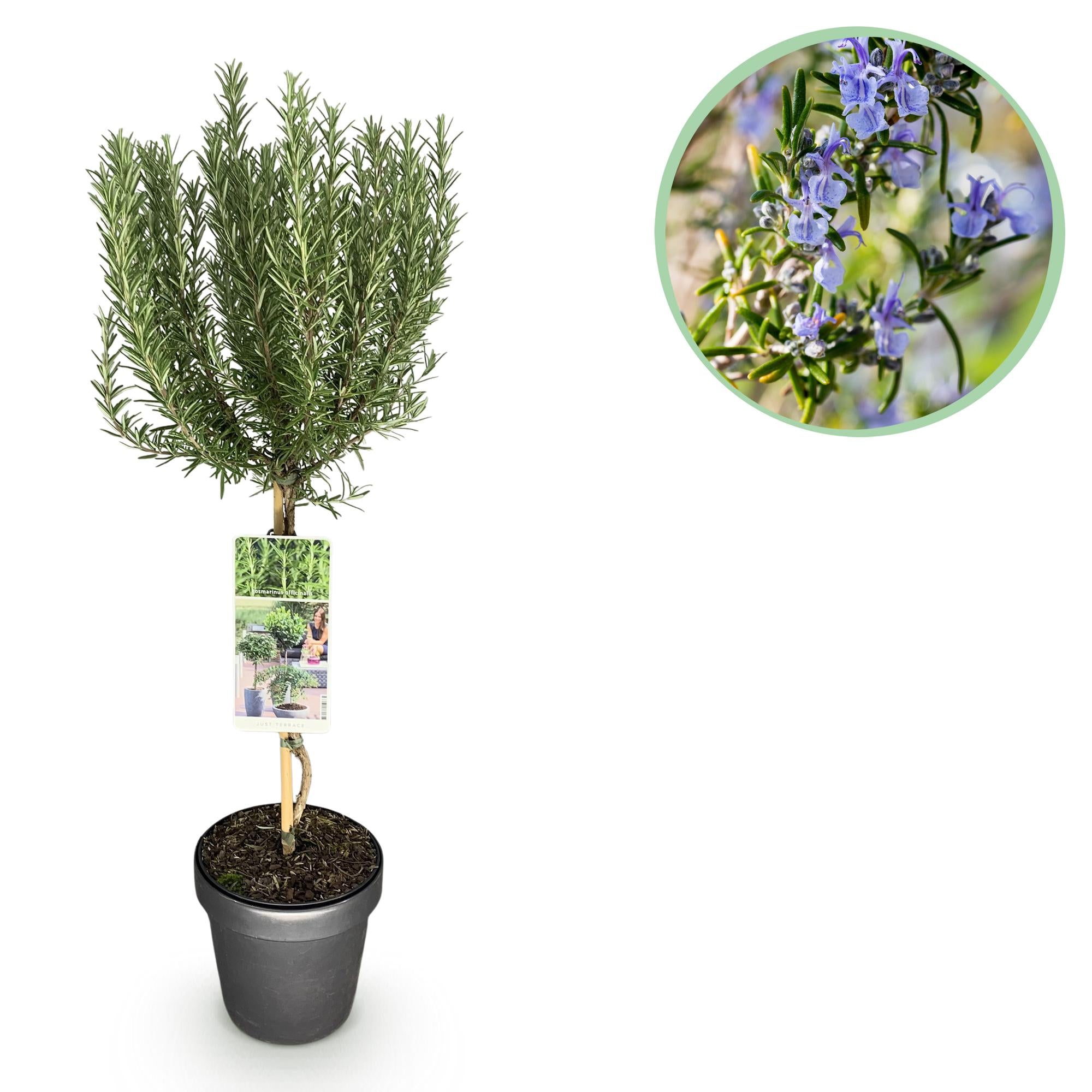 Rosmarinus officinalis - Terras Plant - Bladhoudend - Winterhard - Paarse Bloem - Pot 19cm Hoogte 90cm