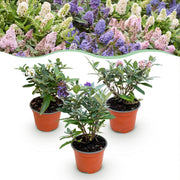 Buddleja davidii Butterfly Candy Little Tricolour - Vlinderstruik - Compact - Roze-Wit-Lila - 3 Planten - Pot 12cm - Hoogte 20-25cm