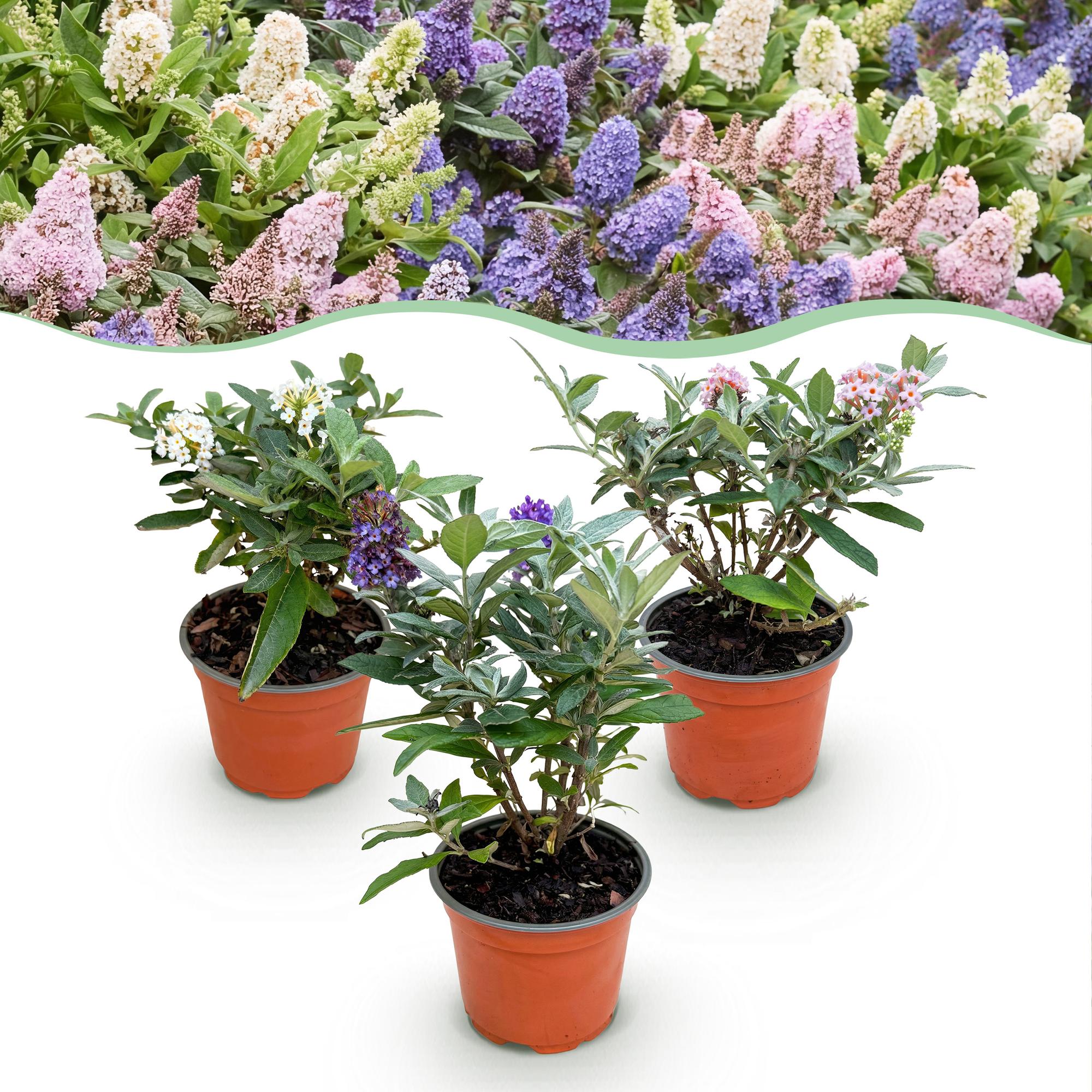 Buddleja davidii Butterfly Candy Little Tricolour - Vlinderstruik - Compact - Roze-Wit-Lila - 3 Planten - Pot 12cm - Hoogte 20-25cm