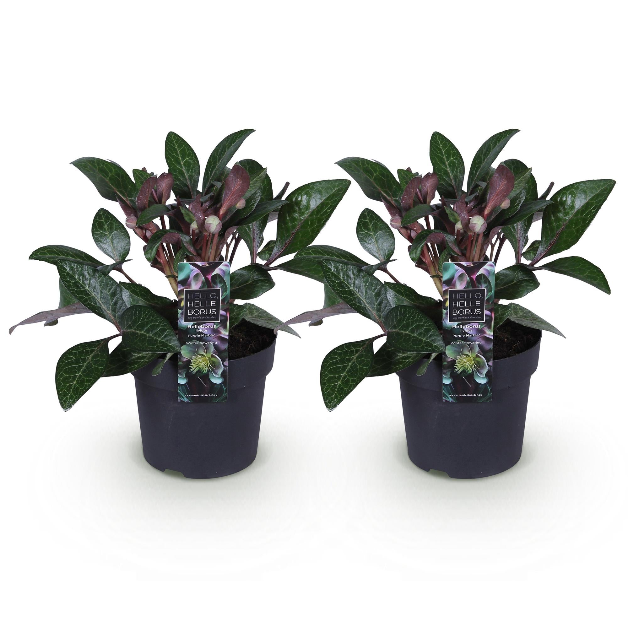 Lenten Rose - Helleborus lividus Purple Marble - Paarse Bloem -2 Planten - Groenblijvend - Pot 14cm Hoogte 35cm