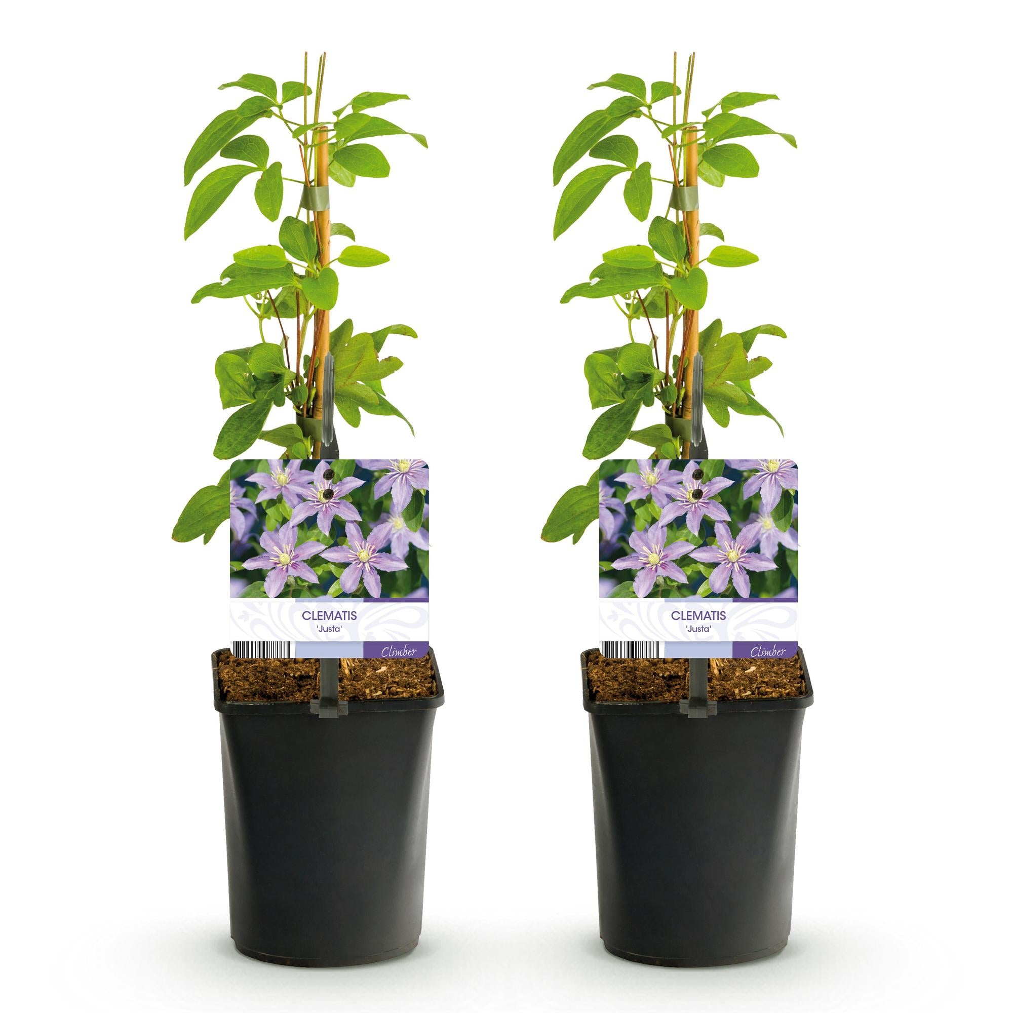 Clematis Justa - Bloem Licht Blauw - Weinig onderhoud -2 planten -  Pot 11cm Hoogte 40cm