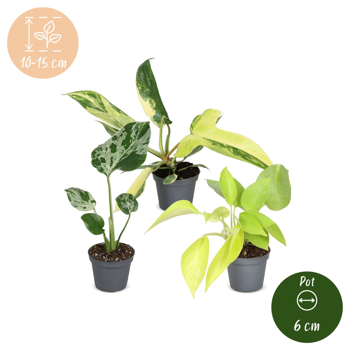 Baby Planten Tropical Mix - Diversen 3x - Tropisch - Ø6cm - ↕10-15cm