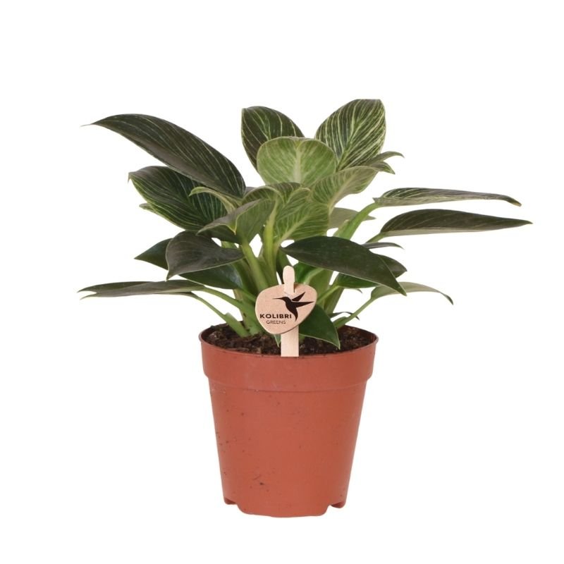 Kolibri Greens | Philodendron White Measure - Ø9cm