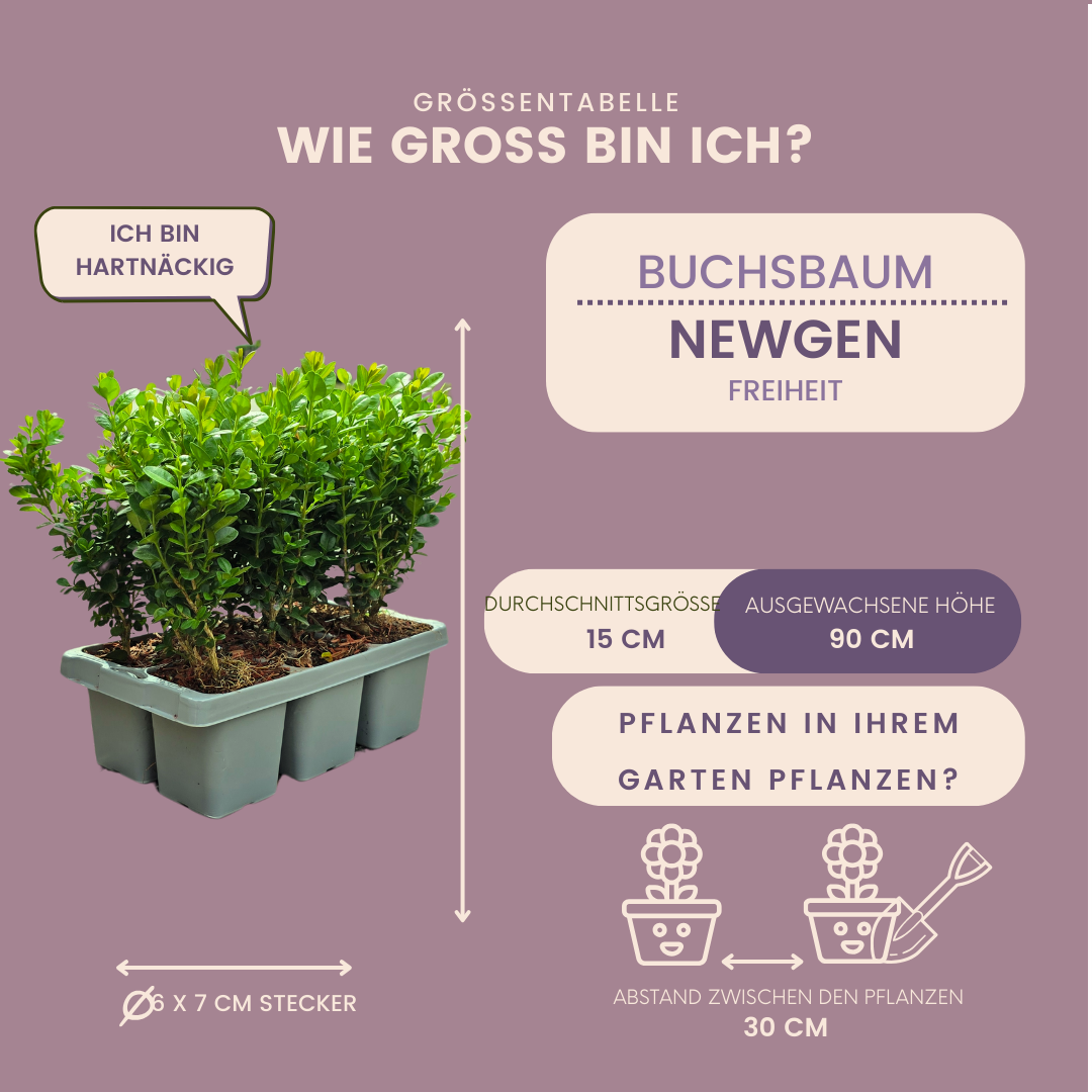Lot de 4 x 6 plants de buis NewGen Freedom – Arbustes persistants rustiques 24 x Ø7 cm - ↕15 cm | Buis compact
