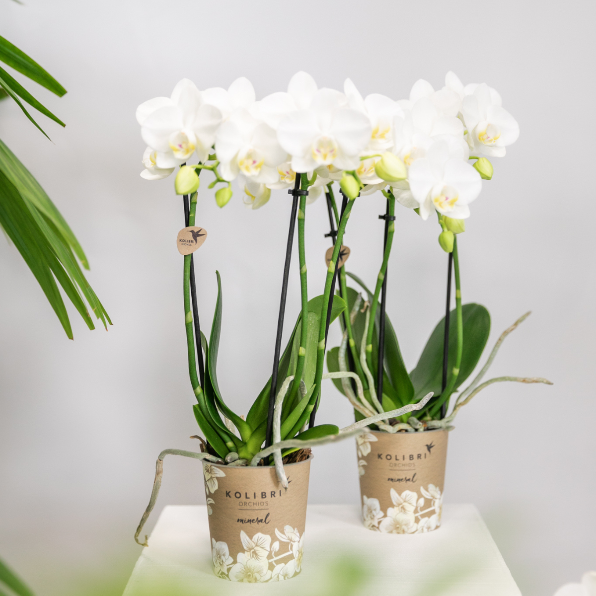 Kolibri Orchids | OFERTA COMBINADA de 2 orquídeas Phalaenopsis blancas - Amabilis - maceta de 9 cm de diámetro | planta de interior con flor - recién cultivada