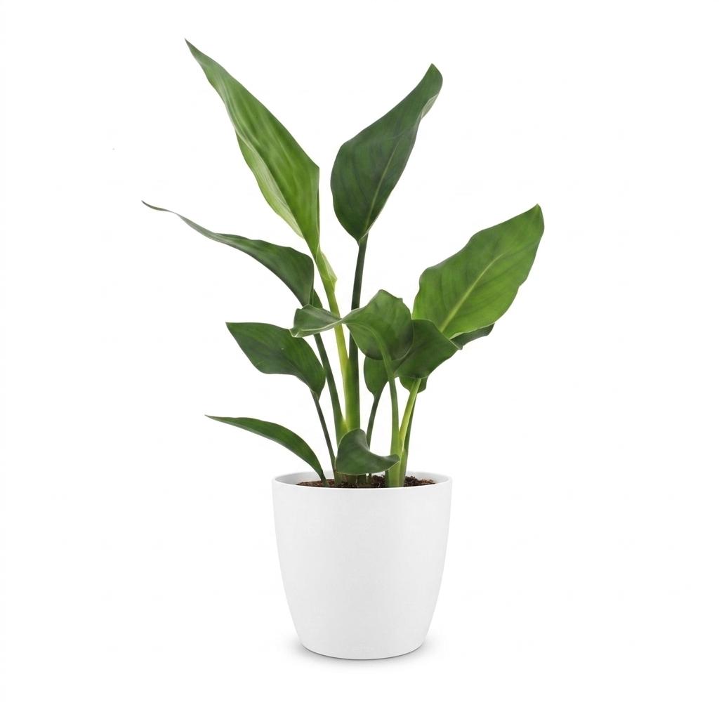 Strelitzia Reginea - Paradijsvogelbloem - met Potter Wit - Pot 12cm - Hoogte - 35cm