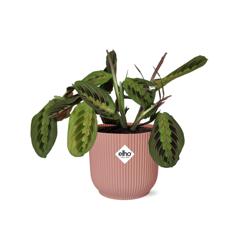 Maranta Leuconeura 'Fascinator' Tricolor in ELHO Vibes Fold 14cm pink