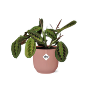 Maranta Leuconeura 'Fascinator' Tricolor in ELHO Vibes Fold 14cm pink
