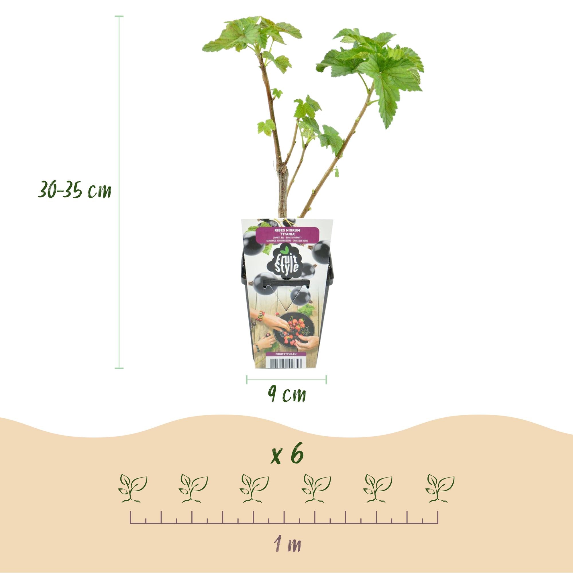 Zwarte Bes - Ribes nigrum Titania - Winterhard - 6 Planten - Pot 9 cm - Zwarte Bes