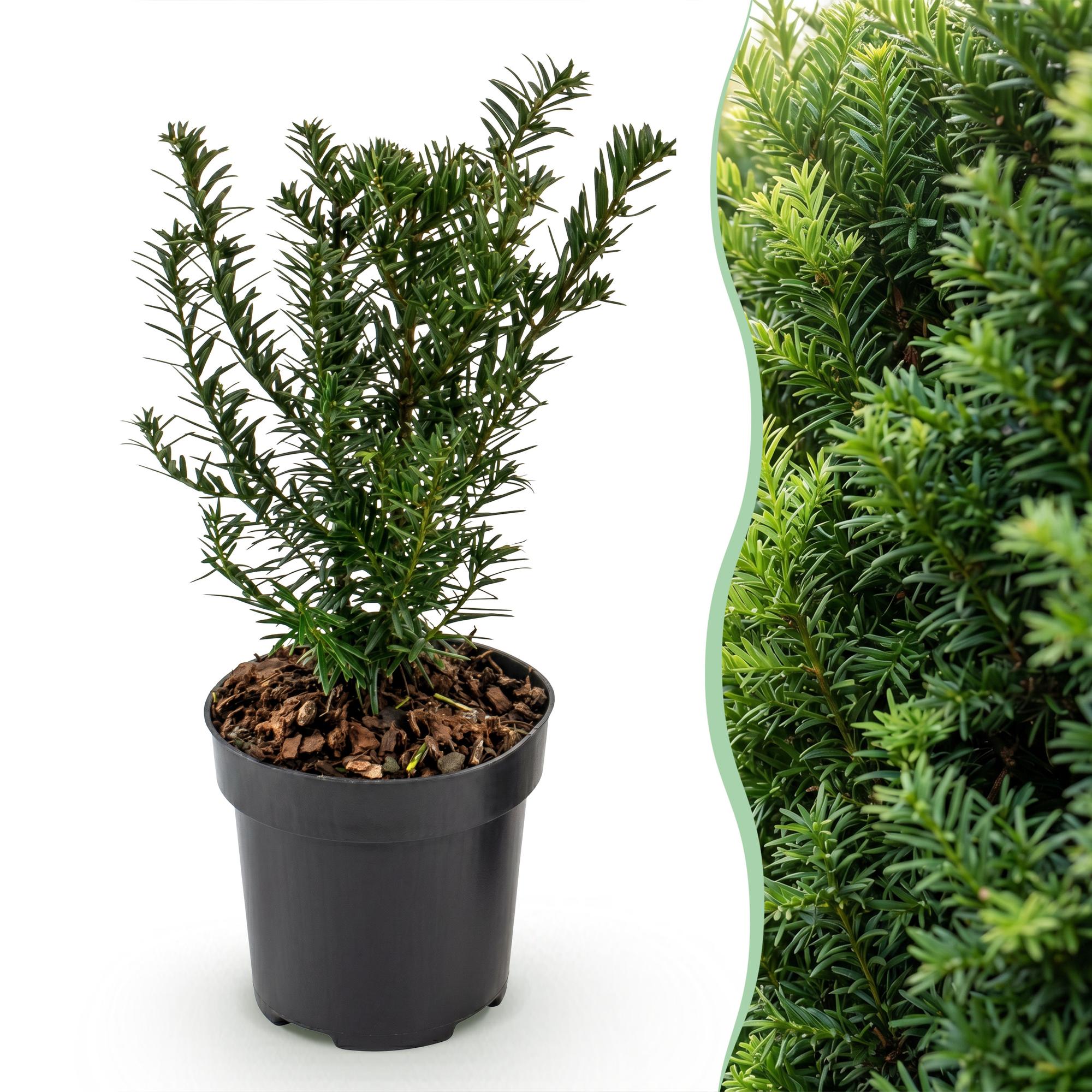 Taxus baccata - Venijnboom - 16x - Haagplanten - Groenblijvend - Groen - Pot 9cm - Hoogte 20-30cm