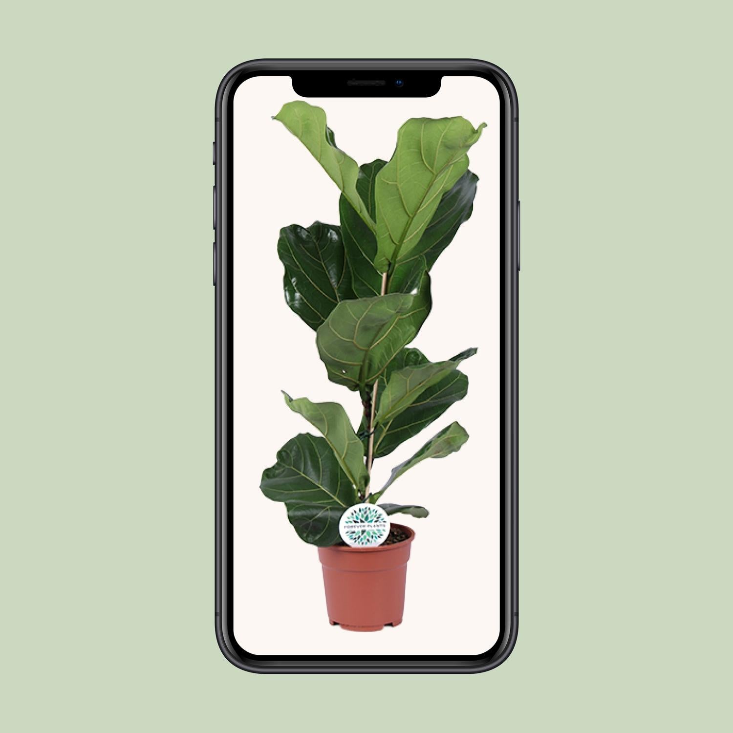 Ficus Lyrata - Ø17 cm - ↕60 cm