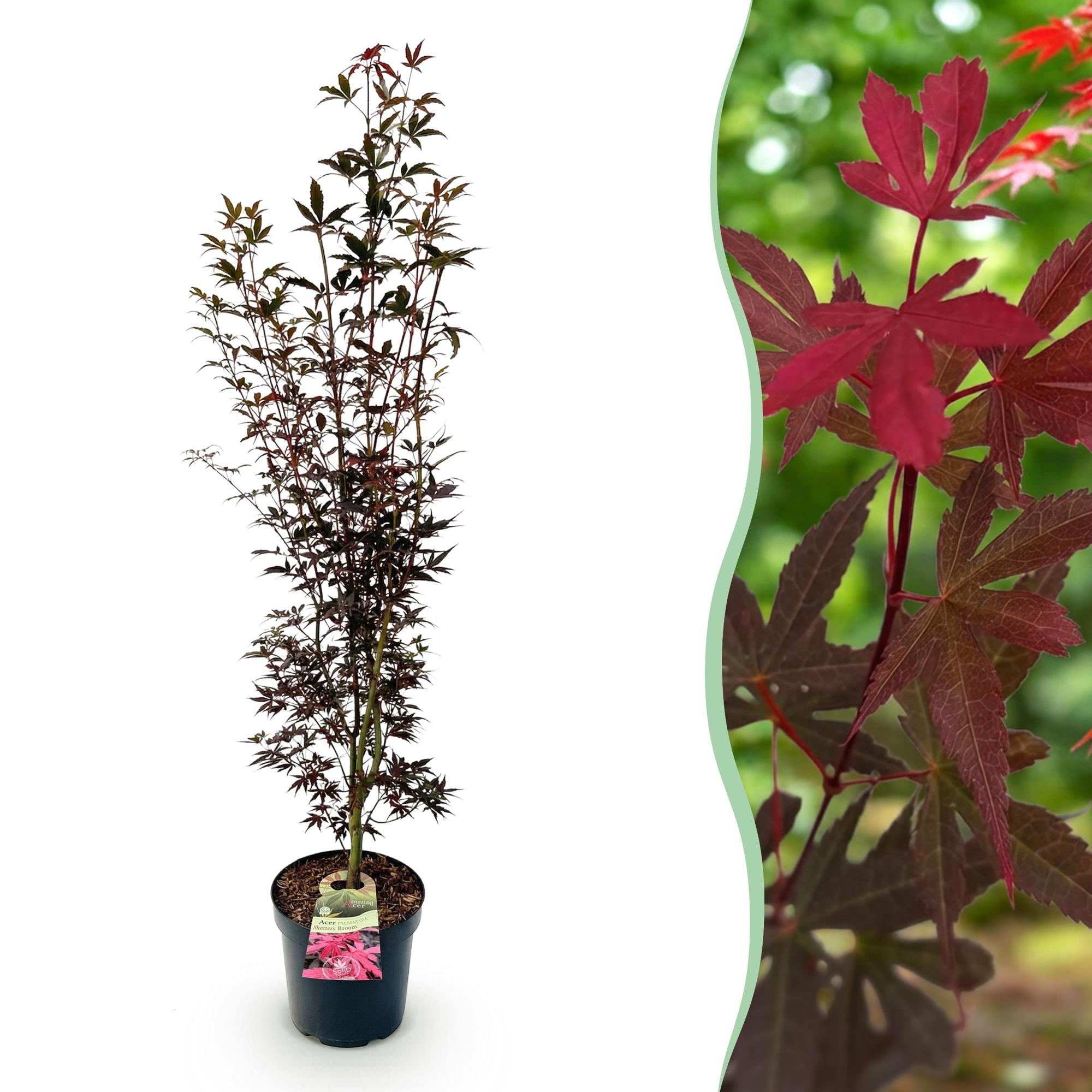 Acer palmatum Skeeters Broom - Japanse Esdoorn - Bladverliezend - Rood - 1 - Pot 26cm - Hoogte 90cm