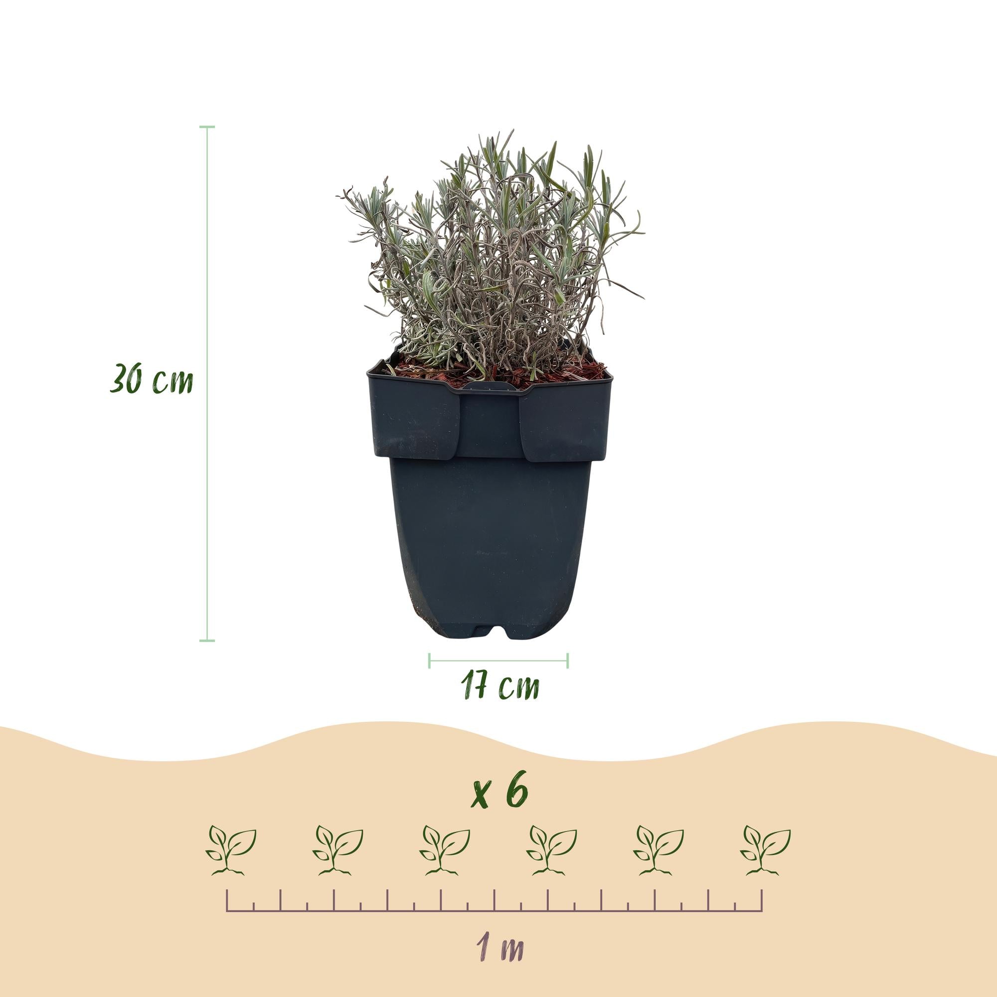 Lavandula angustifolia Hidcote -  blad grijs - 6 planten - 1 strekkende meter - groenblijvend - pot 17cm hoogte 30cm