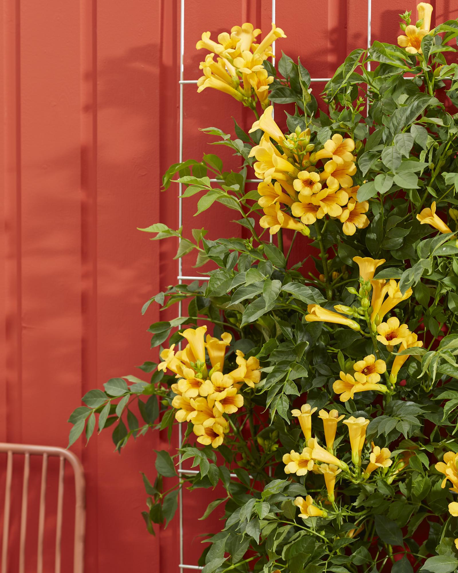 Campsis Summer Jazz « Trompette dorée » - Ø15cm - ↕65cm
